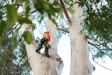 arborists North Shore
