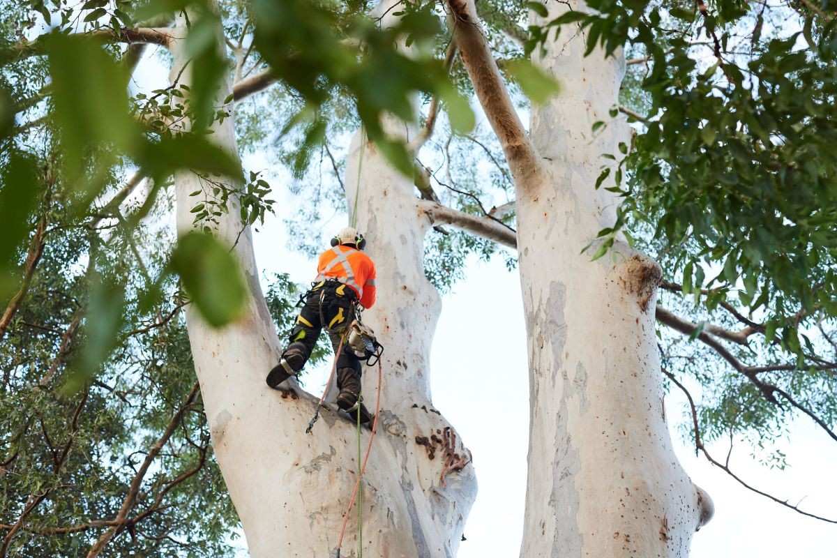 arborists North Shore