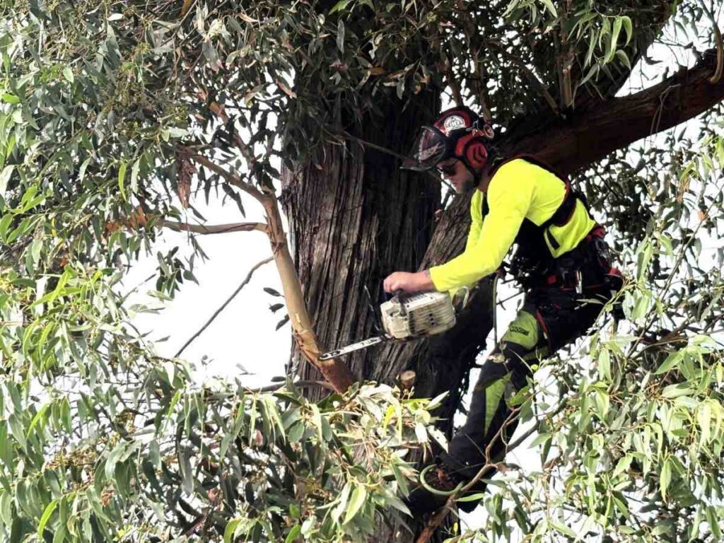 Gordon tree services