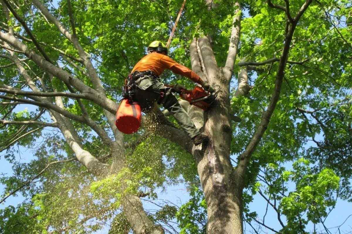 Gordon tree services